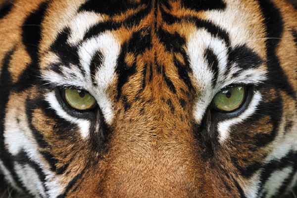 Year of the Cyber: 5 Trends to Watch in 2022